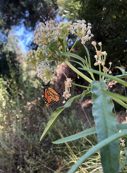 Monarch perched on milkweed