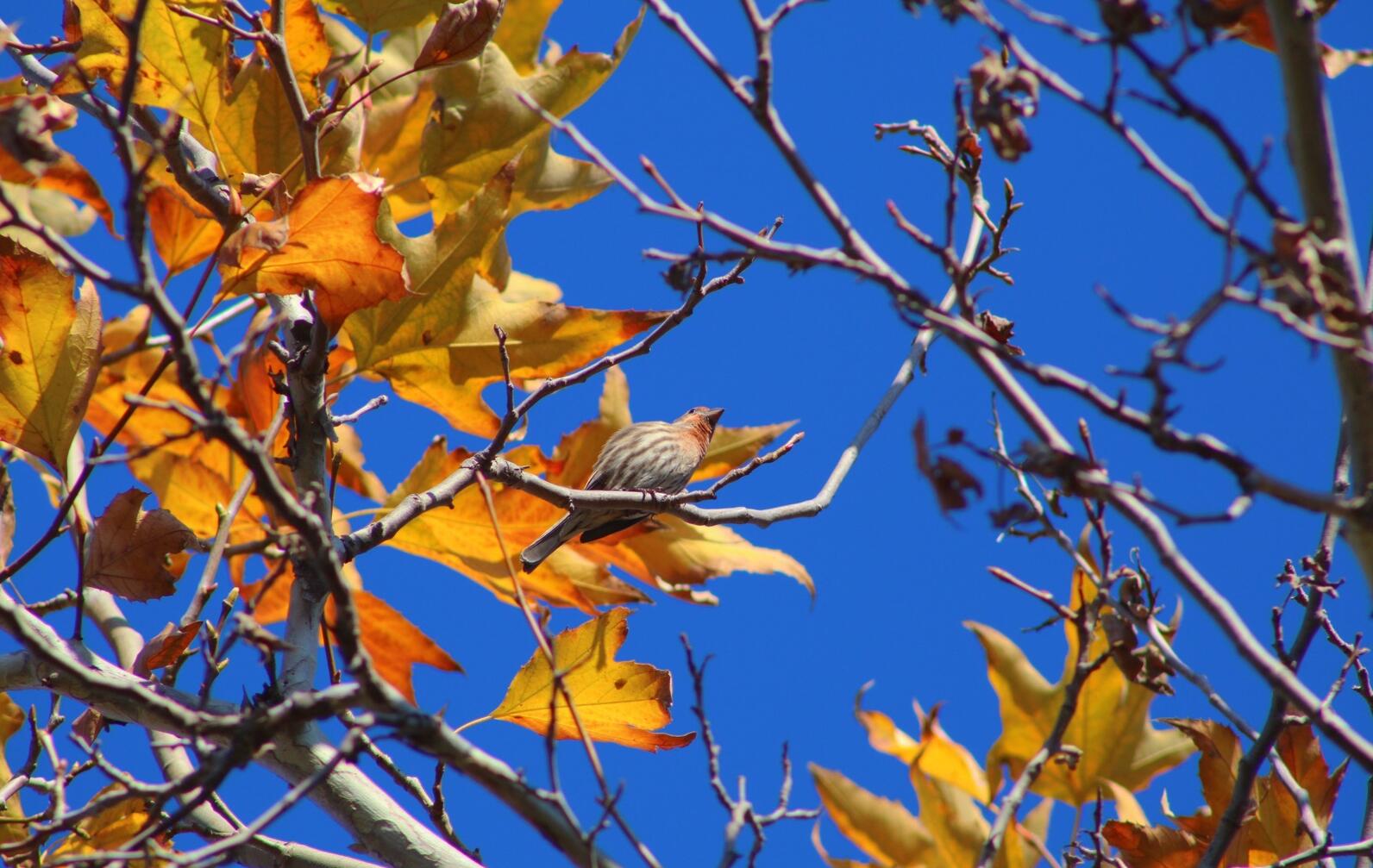 A House Finch sits perched on a branch. Photo by Samantha Ramirez.