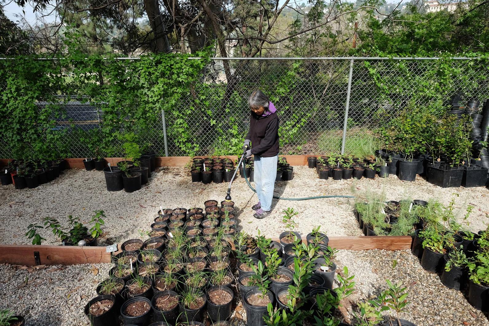 Maintaining native plants in the Los Nogales Nusery