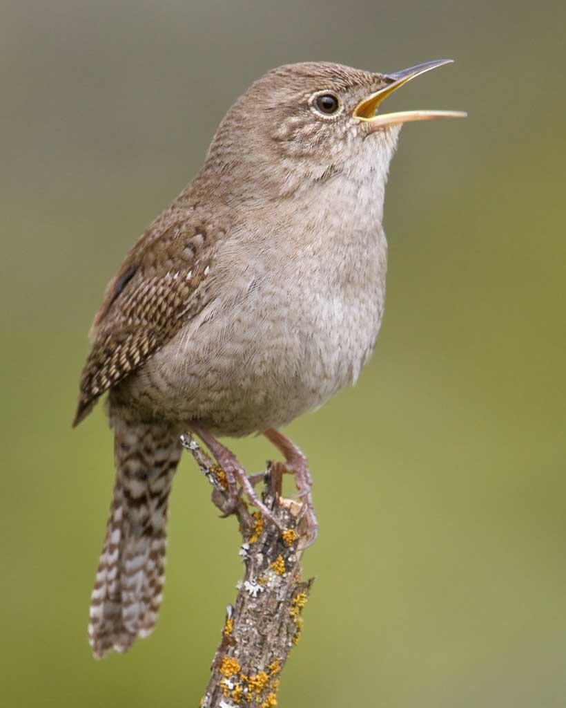 Bird Of The Month August 2019 House Wren Audubon Center At Debs Park   House Wren B57 13 170 L 