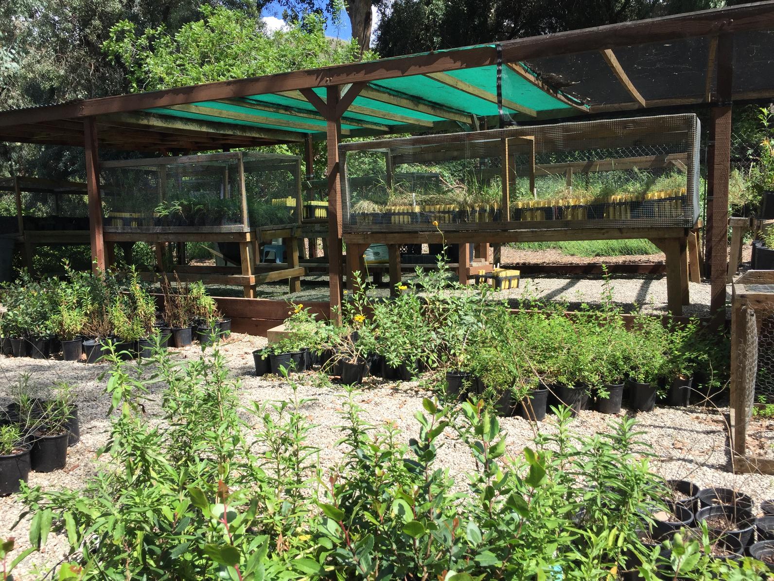 Los Nogales Native Plant Nursery