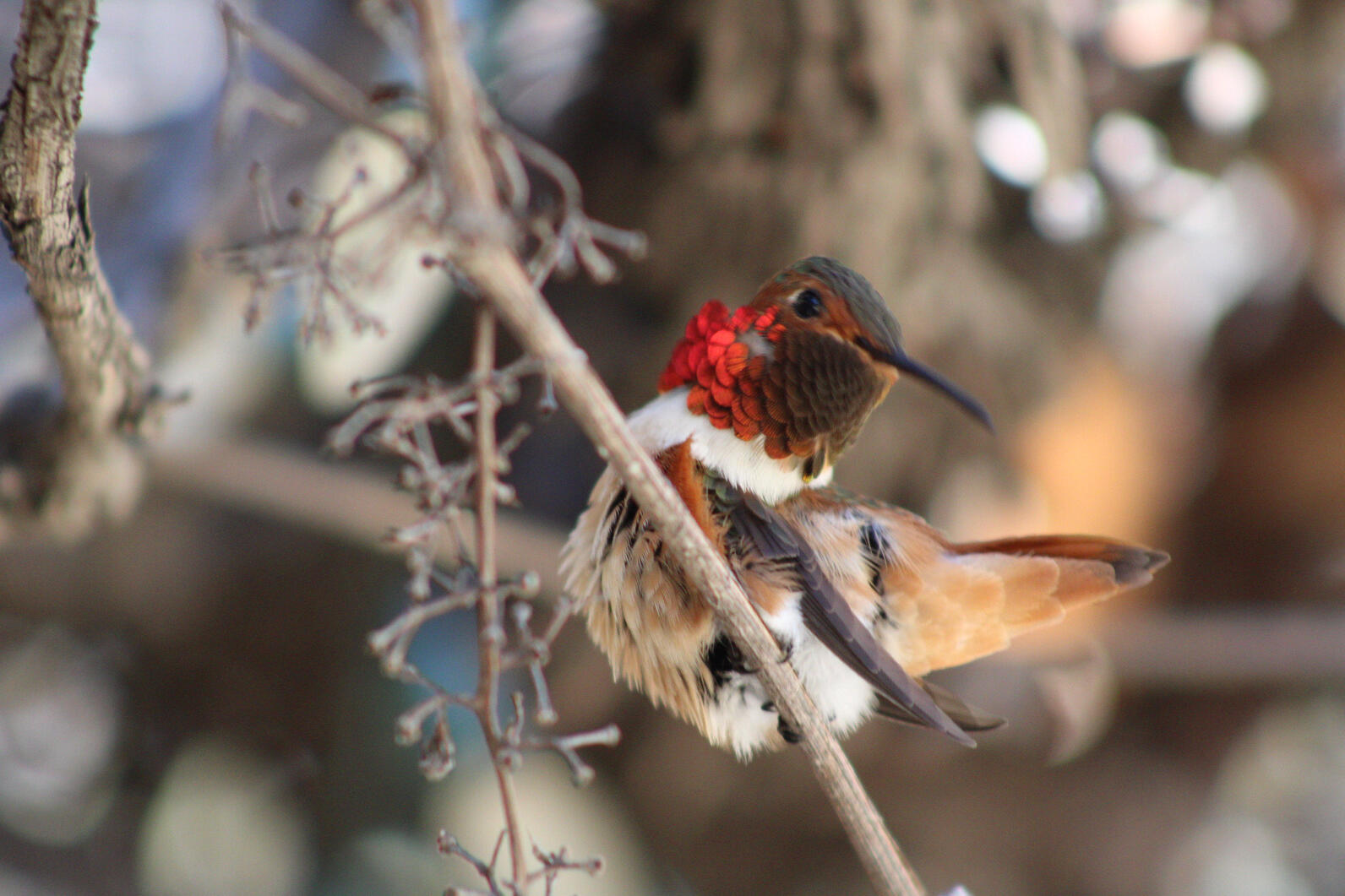 Allen's Hummingbird perched on an old California grape vine.