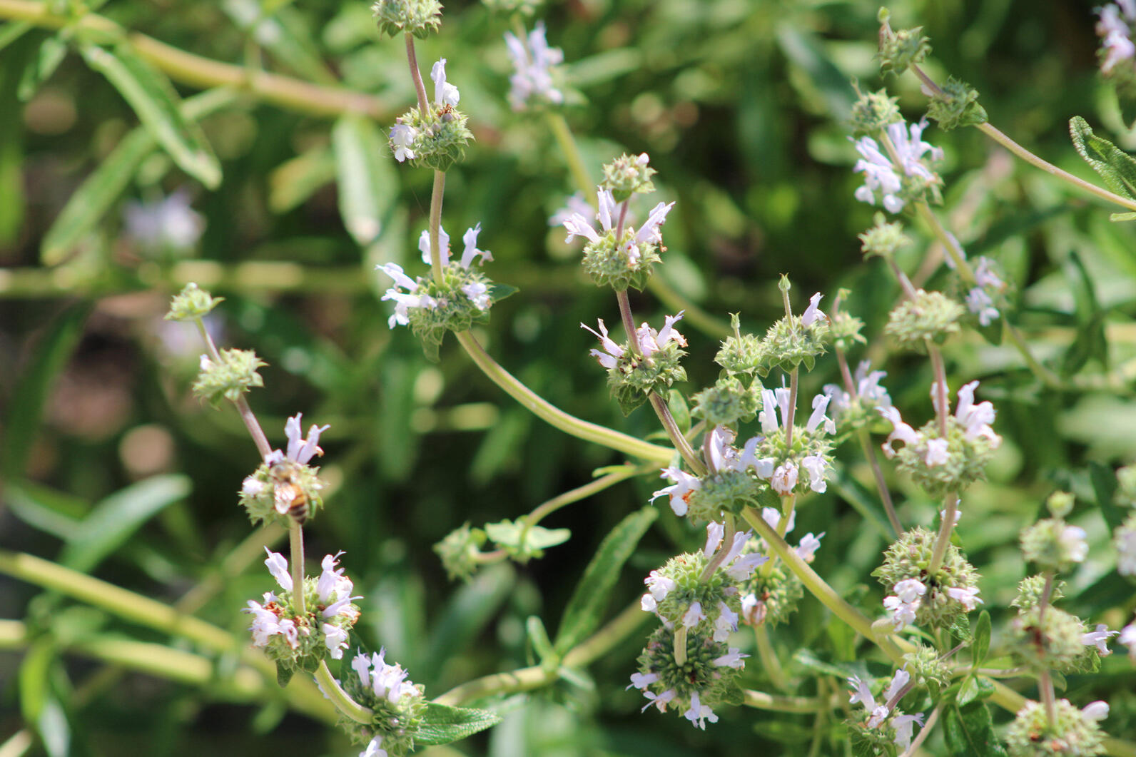 Black sage (Salvia mellifera) with white flowers blooming. 