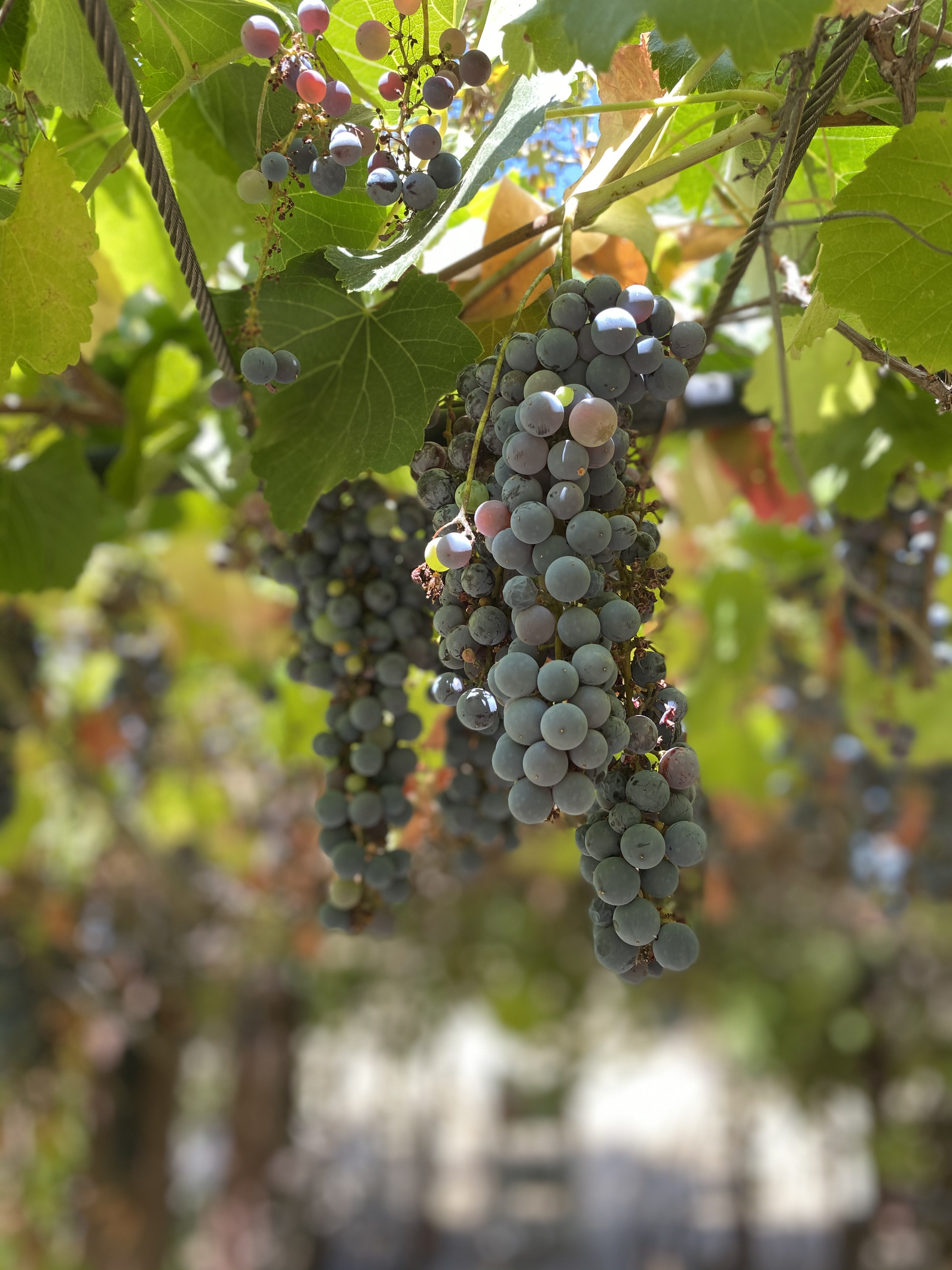 California Wild Grapes at Debs Park 