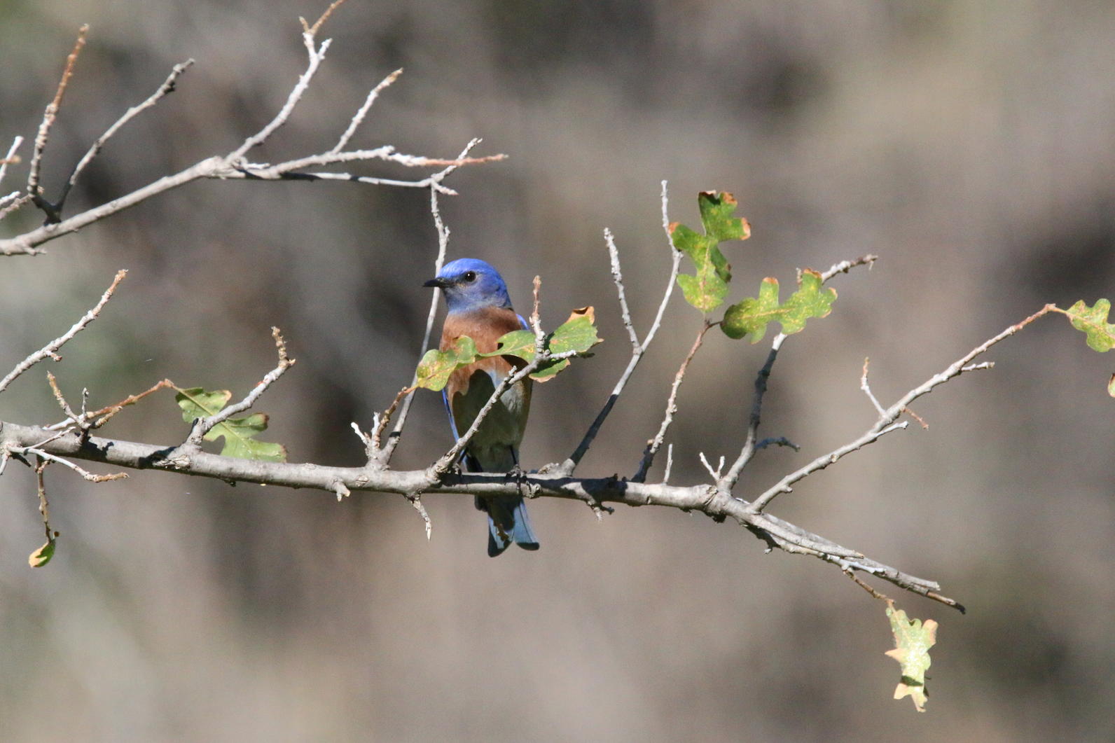 Debs Park Bird Photography Audubon Center At Debs Park 1685