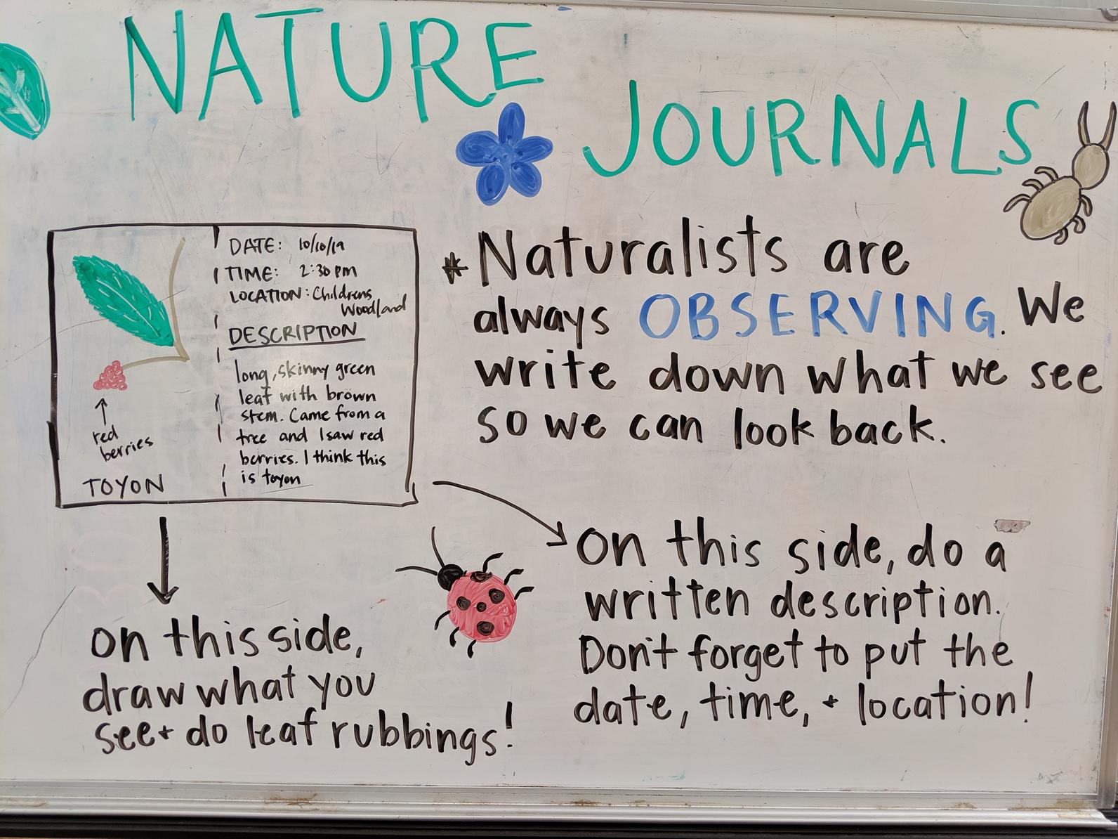 How to start a nature journal. 