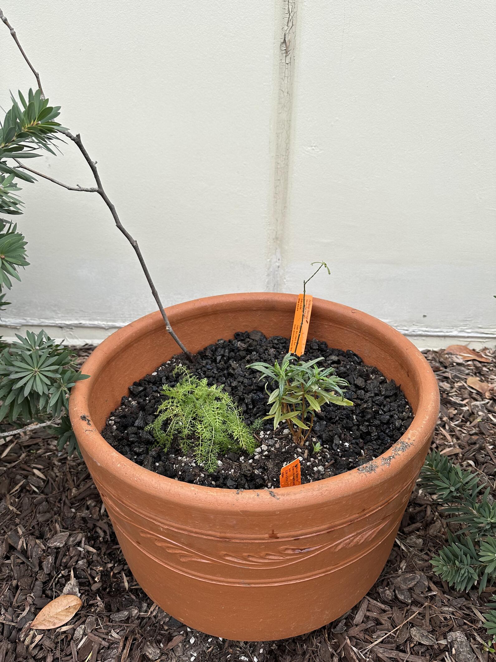 pot with native plants