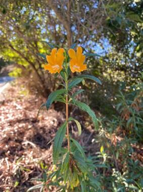 A yellow-orange flower blooms on a California hillside.