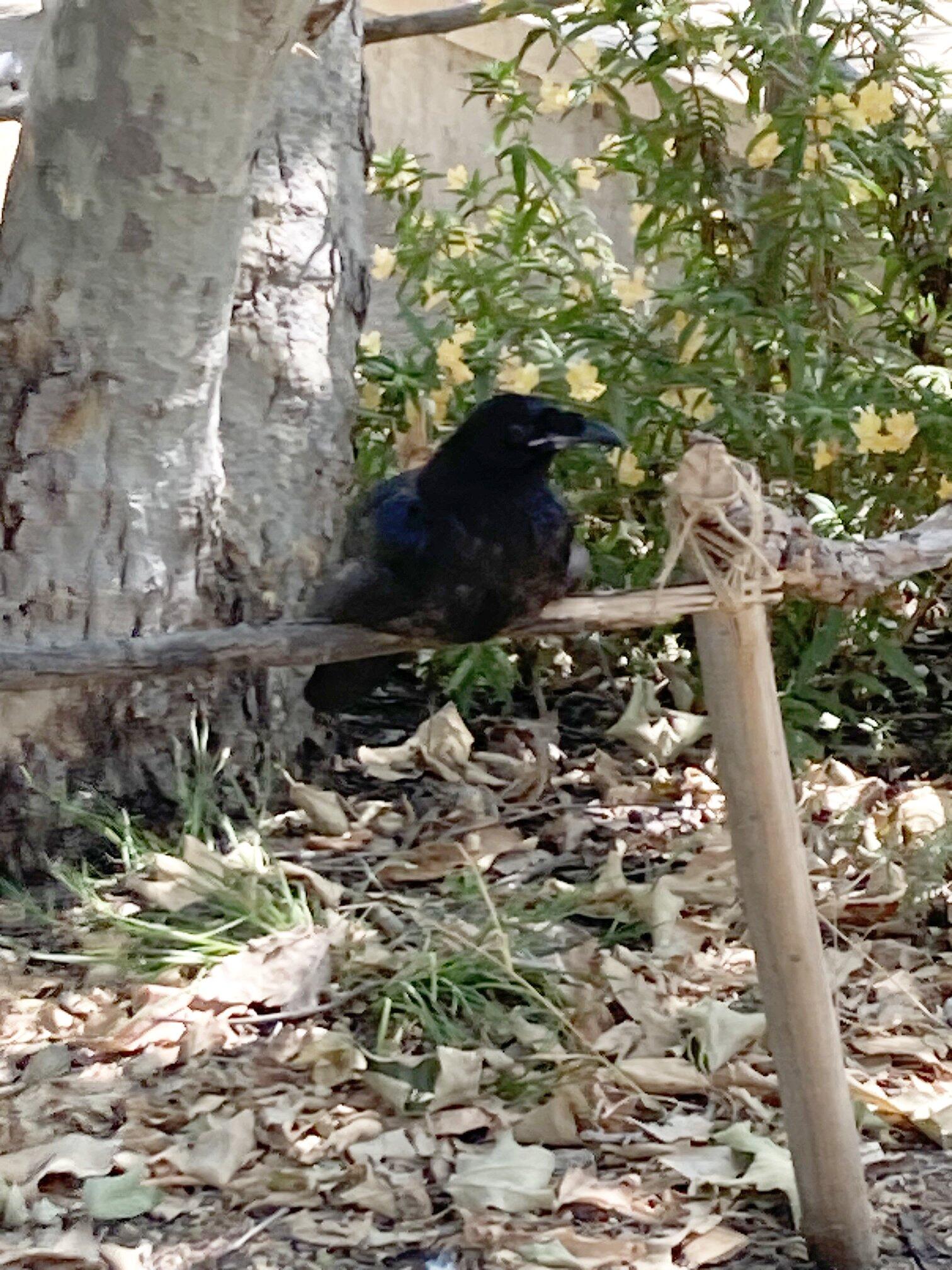 Fledgling raven sitting perched on a wooden fence.