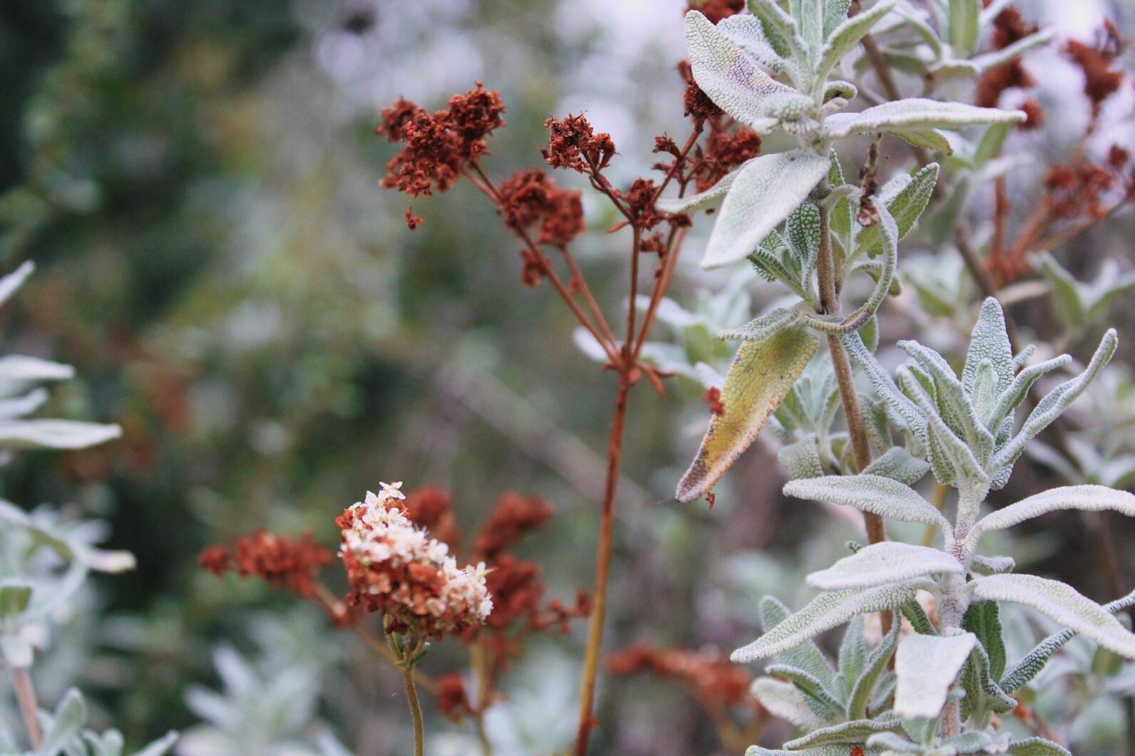 California buckwheat (Eriogonum fasciculatum) with rust-brown flowers in the winter.