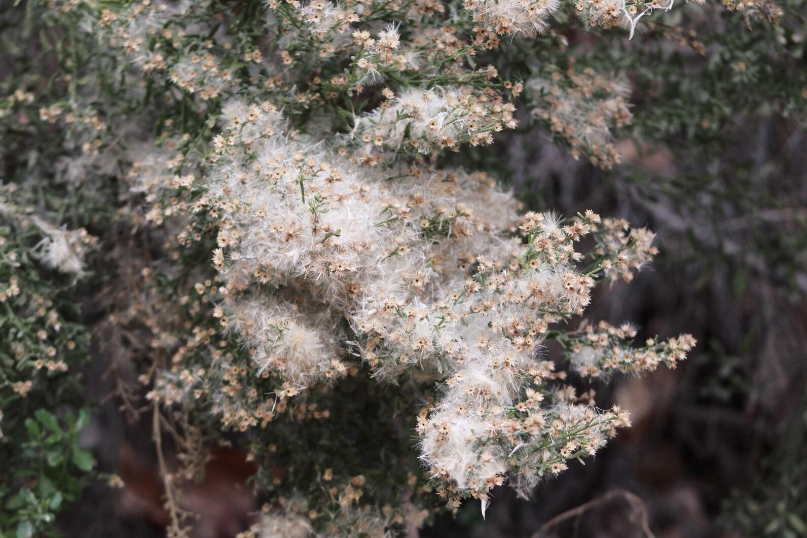 Coyote bush (Baccharis pilularis) with fluffy white seeds.
