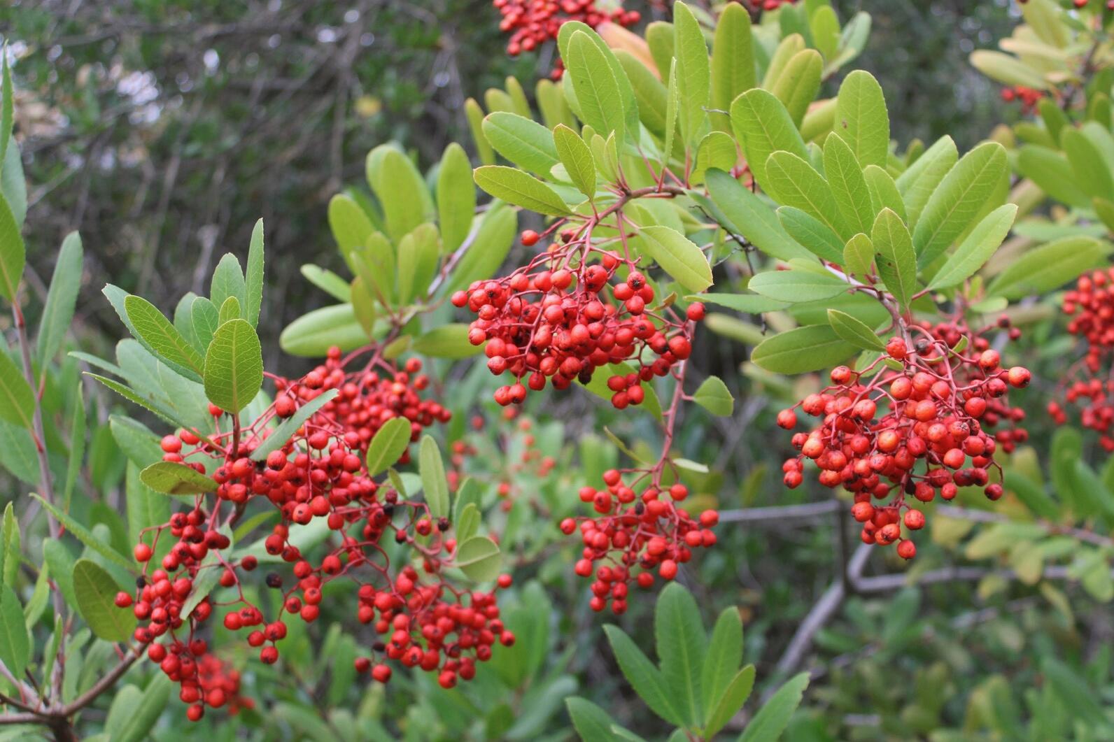 Bright, red Toyon berries. Bright, red Toyon berries.
