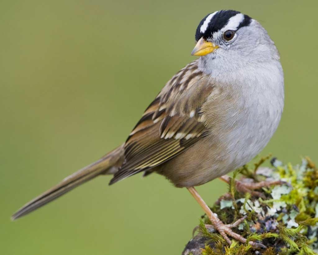 Bird Of The Month November 2019 White Crowned Sparrow Audubon Center At Debs Park 8452