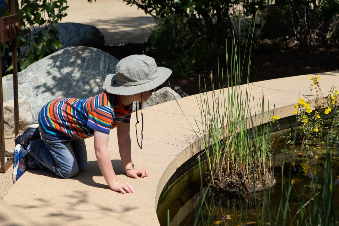 Boy explores pond at the Audubon Center at Debs Park
