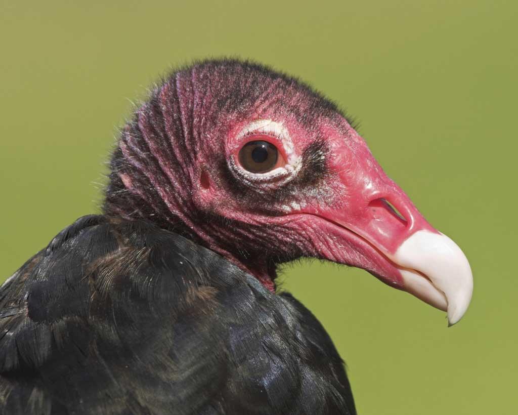 Bird Of The Month, August 2018: Turkey Vulture | Audubon Center At Debs ...